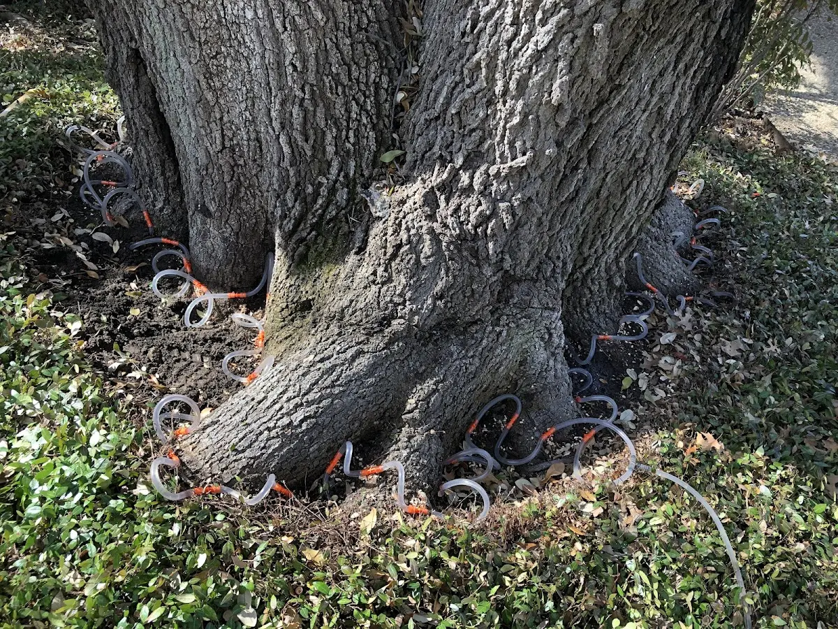Detailed Tree Cabling and Bracing job site in Pitsburg